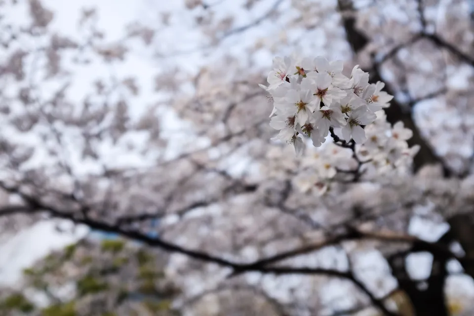 Photo - Cherry Blossom Sakura 桜 - Processed