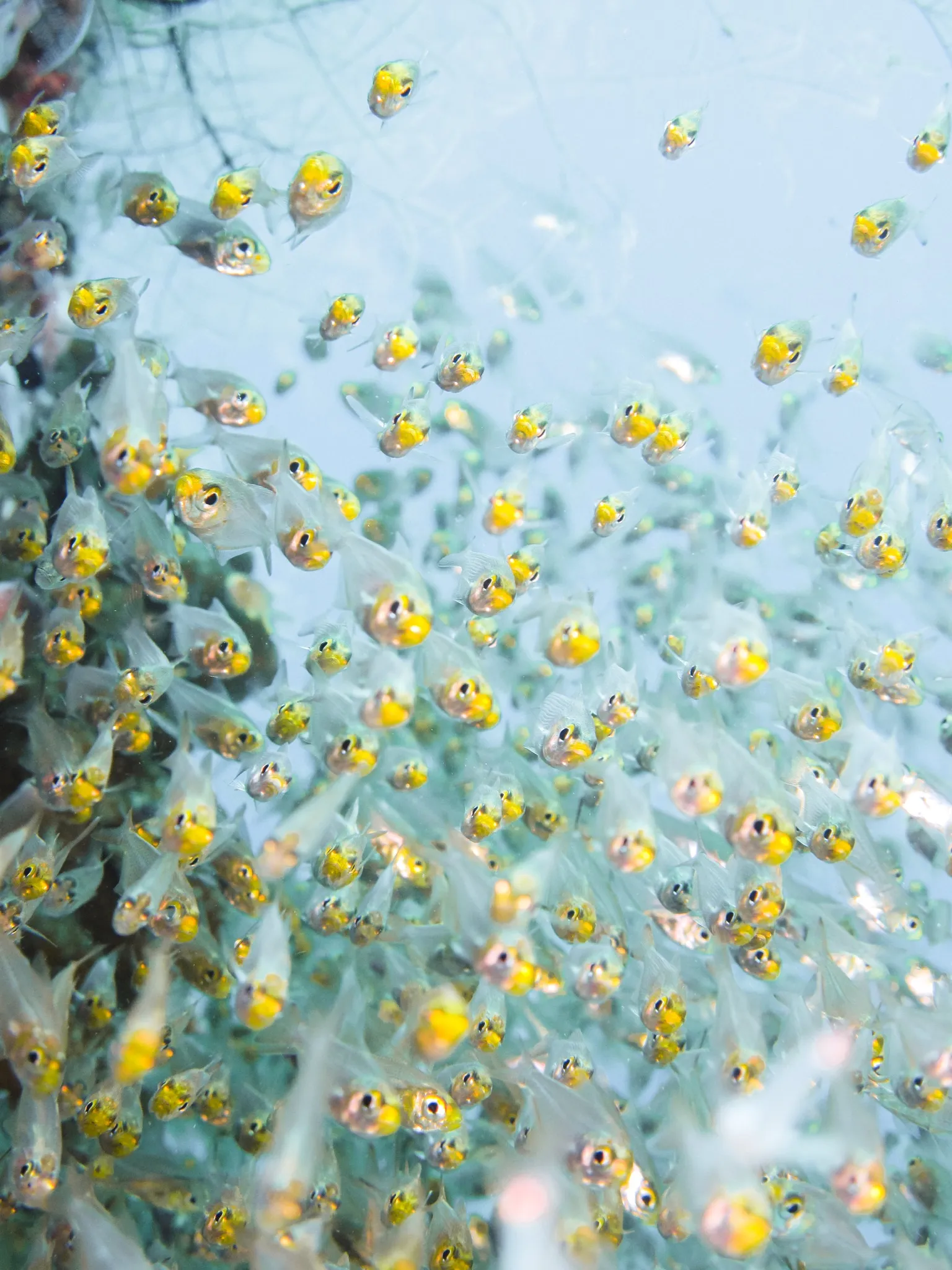 Photo - Underwater Bees