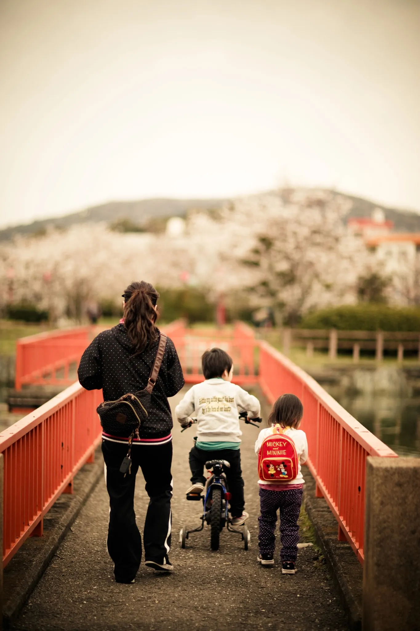 Photo - Walk the sakura season