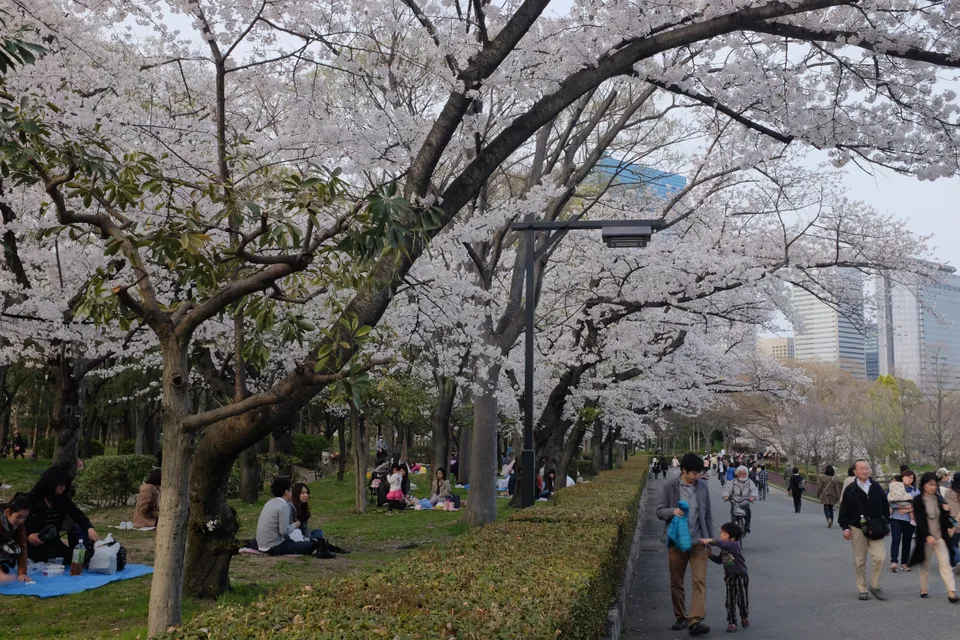 Photo - Cherry Blossom Watching 桜花見