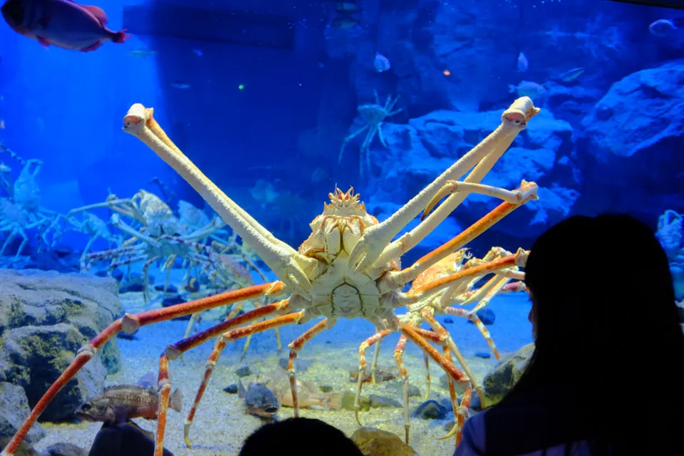 Photo - Crab - 大阪水族館 Osaka Aquarium
