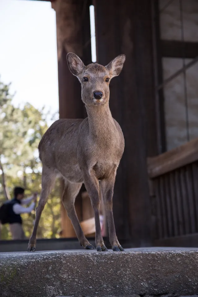 Nara 奈良 cover thumbnail