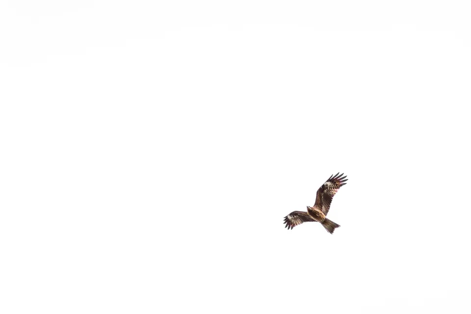 Photo - Higher and higher