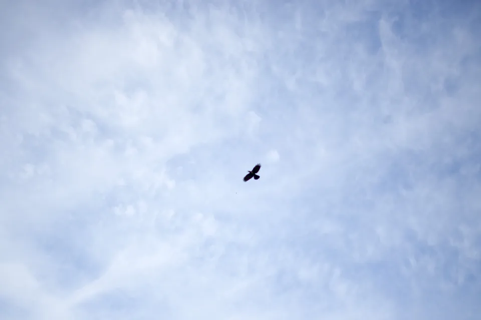 Photo - Bird