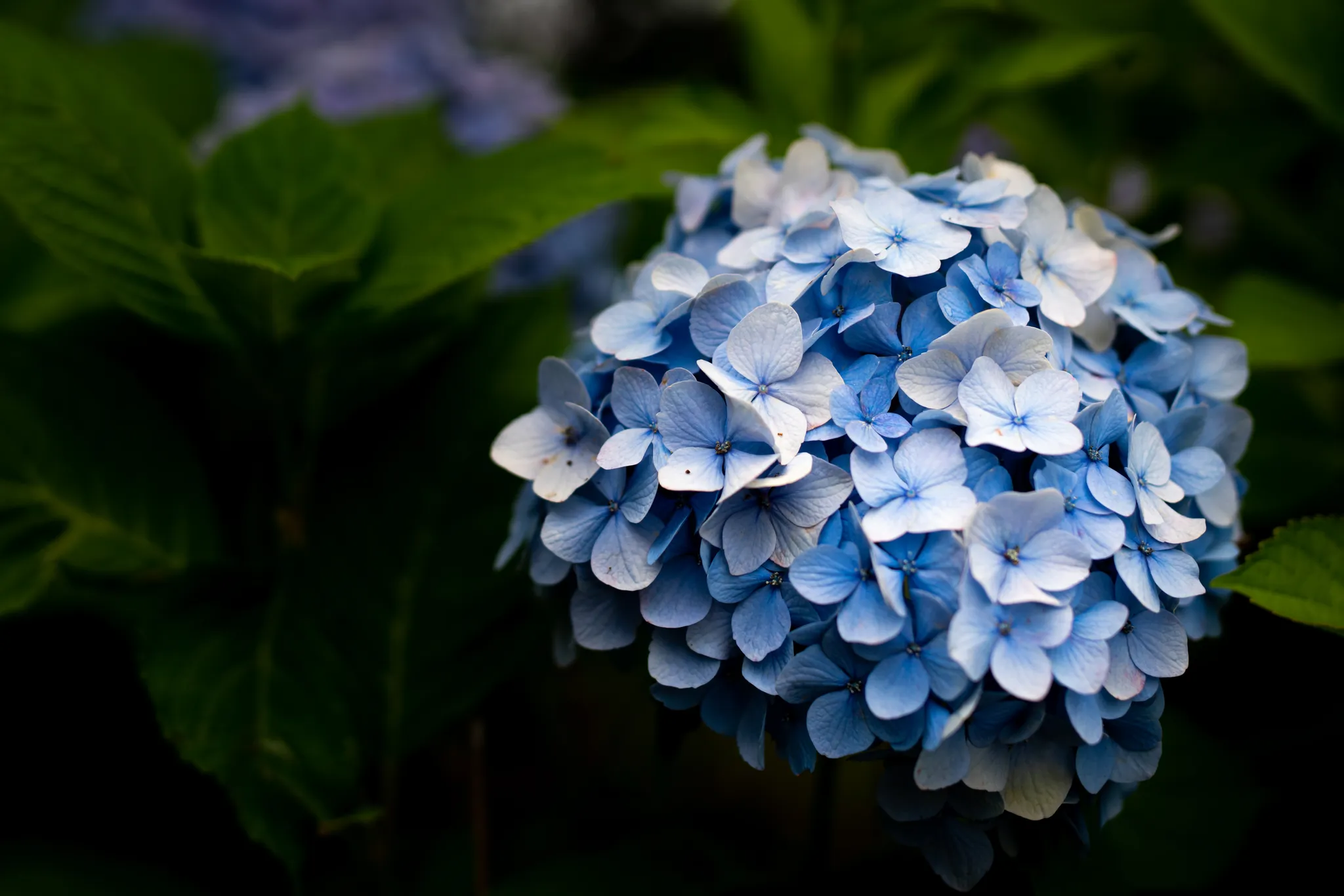 Photo - Ajisai after the rain 雨上がり紫陽花