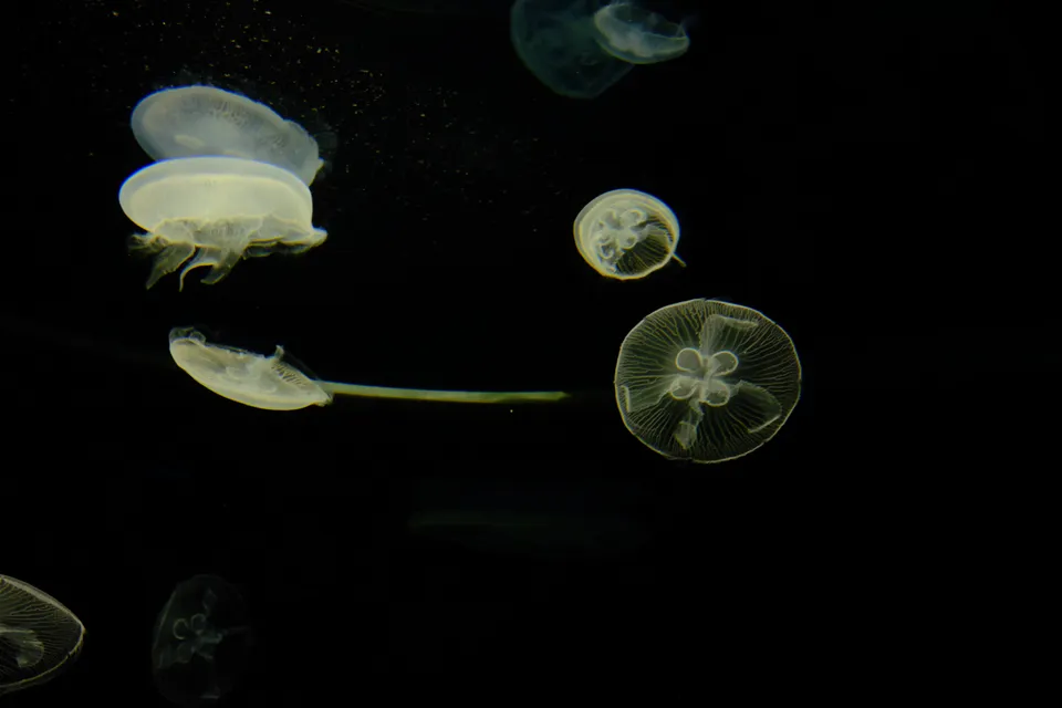 Photo - Jellyfish - 大阪水族館 Osaka Aquarium