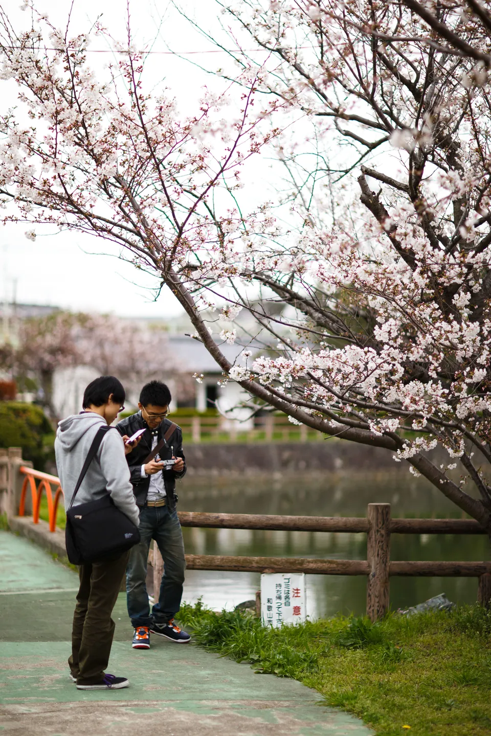 Photo - Img 8961