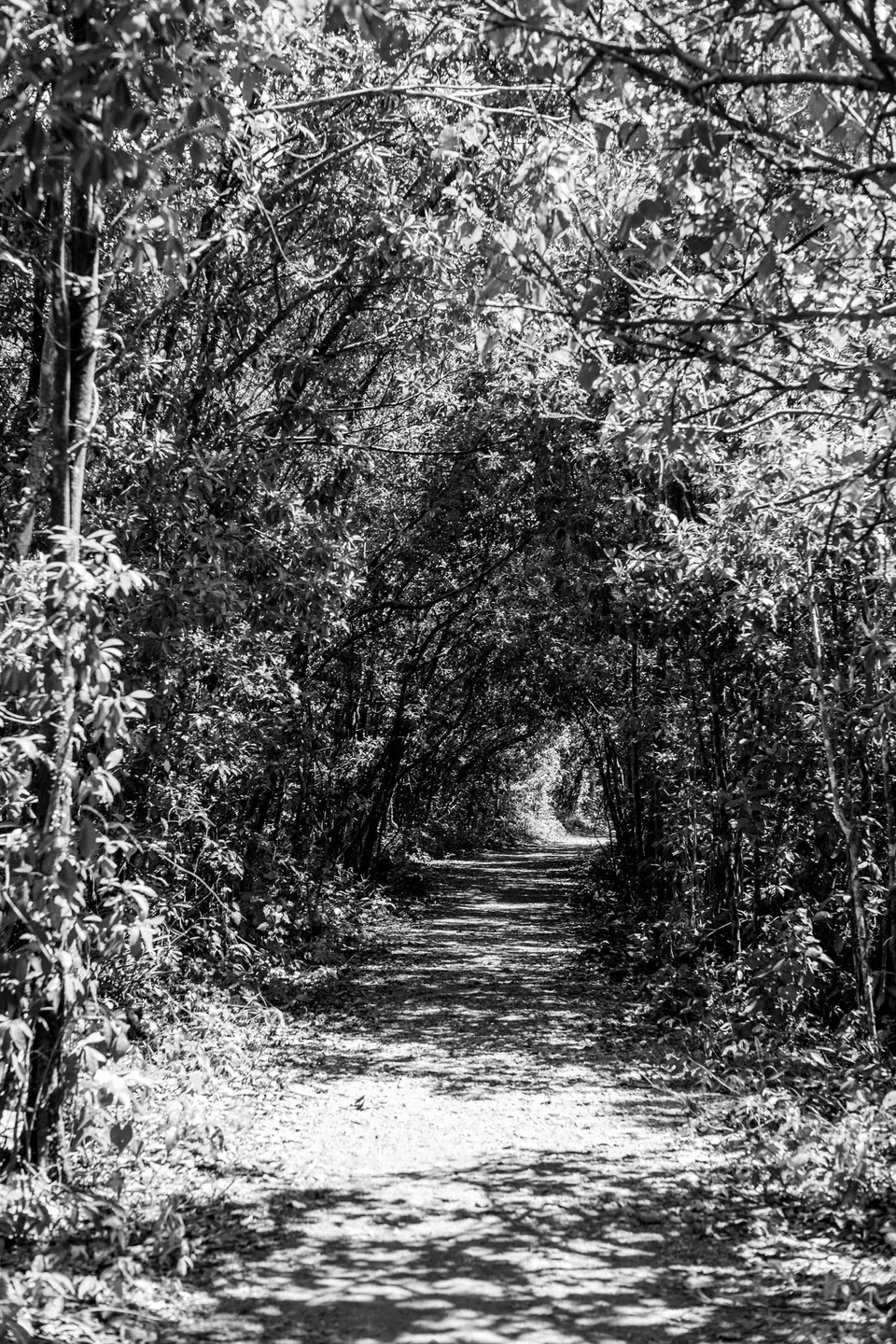 Sun-dappled dirt path beneath an arching forest canopy in black and white.