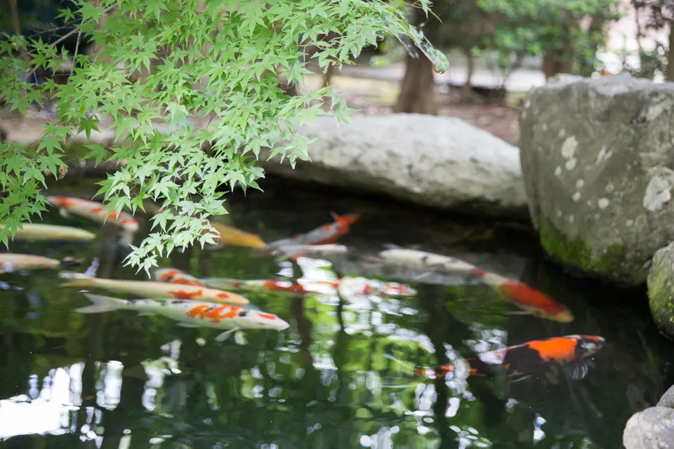 Photo - 鯉