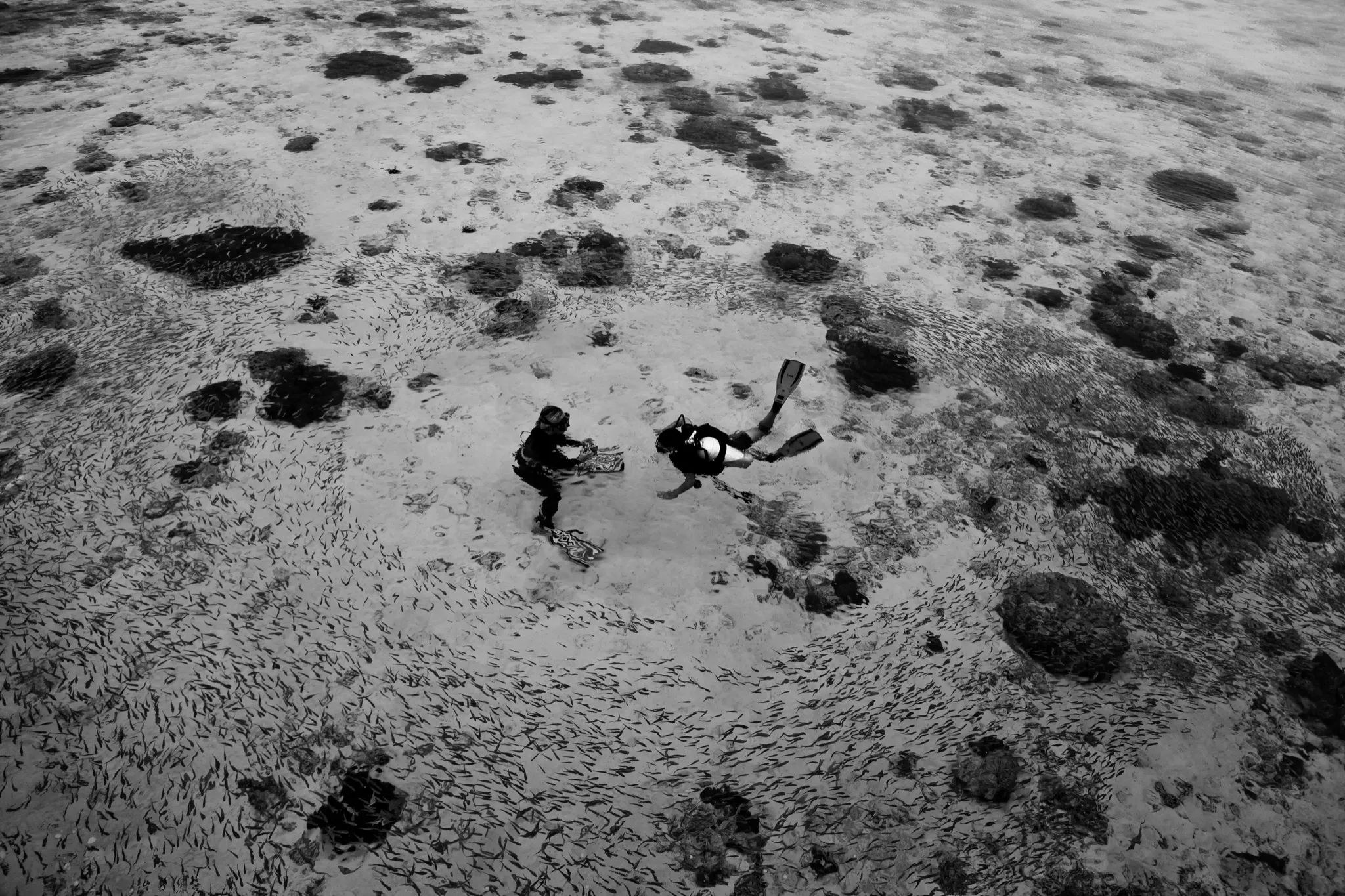 Photo - Surrounded by fishes